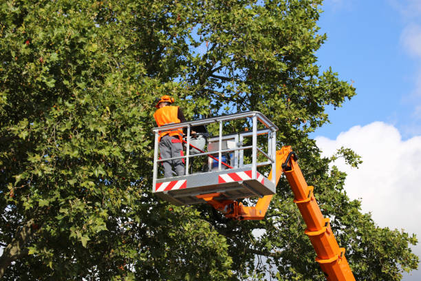 Tree Health Inspection in Logan, IA